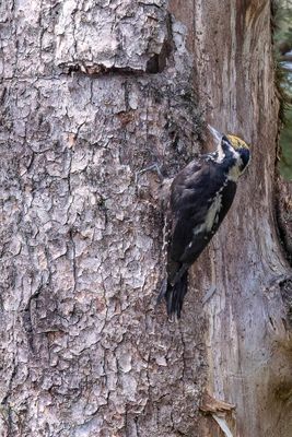 Eurasian Three-toed Woodpecker - Drieteenspecht - Pic tridactyle (m)