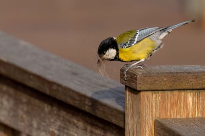 Green-backed Tit - Bergkoolmees - Msange montagnarde