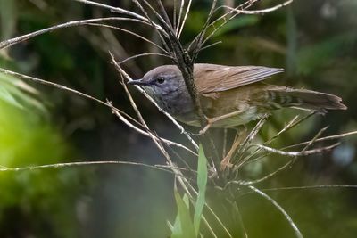 Spotted Bush Warbler - Gevlekte Struikzanger - Bouscarle tachete