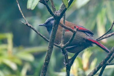 Red-winged Laughingthrush - Roodvleugellijstergaai - Garrulaxe lgant