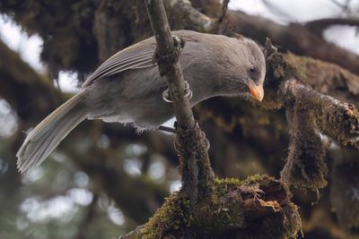 Great Parrotbill - Grote Diksnavelmees - Grande Panure