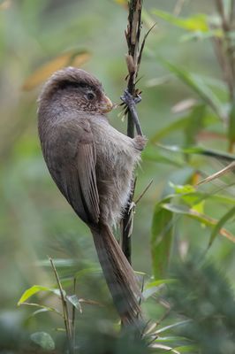 Brown Parrotbill - Bruine Diksnavelmees - Paradoxornis unicolore