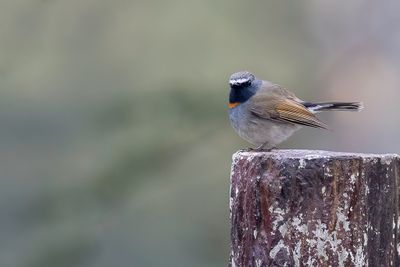 Rufous-gorgeted Flycatcher - Roestvlekvliegenvanger - Gobemouche  bavette orange