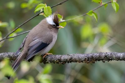 White-collared Yuhina - Diadeemmeestimalia - Yuhina  diadme