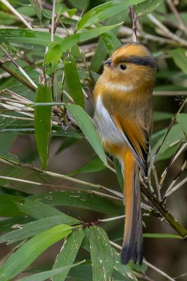 Fulvous Parrotbill - Geelkopdiksnavelmees - Paradoxornis  front fauve
