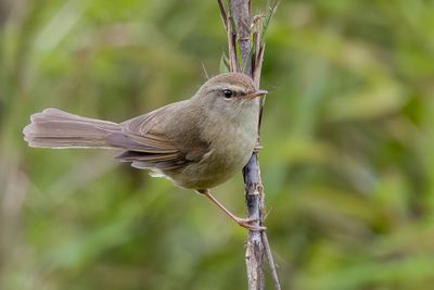 Aberrant Bush Warbler - Groene Struikzanger - Bouscarle jaune et vert