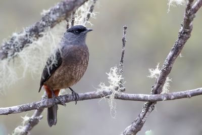 115 Cotingidae - Cotingas