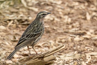 Rosy-Pipit - Wijnborstpieper - Pipit ros