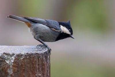 Rufous-vented Tit - Roodbuikmees - Msange cul-roux