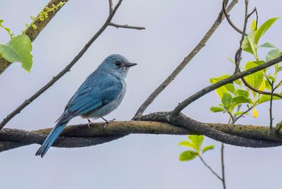 Verditer Flycatcher - Azuurvliegenvanger - Gobemouche vert-de-gris