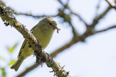Yellow-browed Tit - Boszangermees - Msange modeste