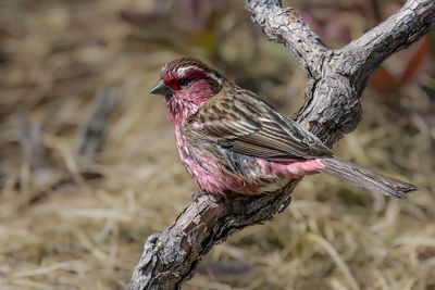 Chinese White-browed Rosefinch - Chinese Witbrauwroodmus - Roselin  sourcils blancs (m)