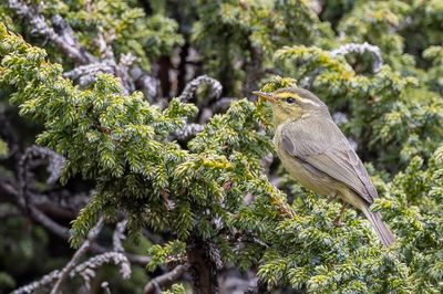 Tickell's Leaf Warbler - Himalayaboszanger - Pouillot de Tickell