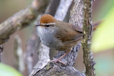 Grey-sided Bush Warbler - Roodkopstruikzanger - Bouscarle  couronne brune