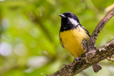 Yellow-bellied Tit - Prachtmees - Msange gracieuse