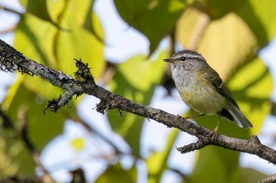 Ashy-throated Warbler - Grijskeelboszanger - Grijskeelboszanger