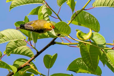 Fire-capped Tit - Vuurkruinmees - Rmiz tte-de-feu