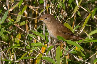 Brown Bush Warbler - Bruine Struikzanger - Bouscarle russule