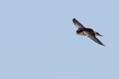 Asian House Martin - Aziatische Huiszwaluw - Hirondelle de Bonaparte
