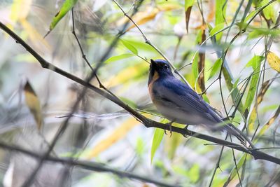 Chinese Blue Flycatcher - Chinese Blauwkeelniltava - Gobemouche du Yunnan