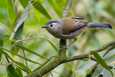Blue-winged Minla - Blauwvleugelminla - Minla  ailes bleues