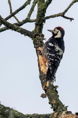 White-backed Woodpecker - Witrugspecht - Witrugspecht