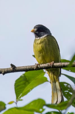 Collared Finchbill - Gekraagde Vinkbuulbuul - Bulbul  semi-collier