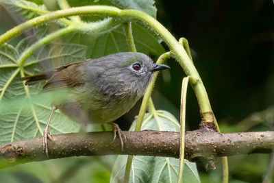 David's Fulvetta - Davids Alcippe - Davids Alcippe