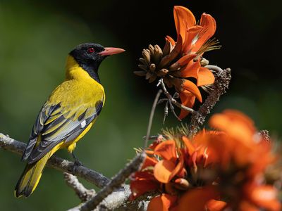 156 Oriolidae - Old World Orioles
