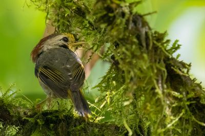 Golden-fronted Fulvetta - Bonte Nontimalia - Alcippe  front jaune