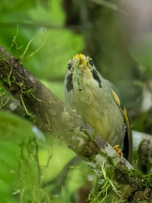 Golden-fronted Fulvetta - Bonte Nontimalia - Alcippe  front jaune