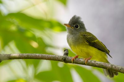 Grey-headed Canary-flycatcher - Grijskopvliegenvanger - Gobemouche  tte grise (j)