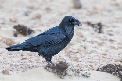 167 Corvidae - Crows, Jays, and Magpies
