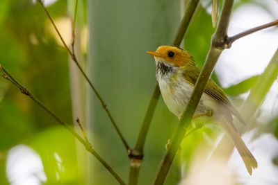 Rufous-faced Warbler - Roodwangboszanger - Pouillot  gorge blanche 