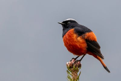 White-capped Redstart - Rivierroodstaart - Torrentaire  calotte blanche