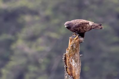 Himalayan Buzzard - Himalayabuizerd - Buse de l'Himalaya