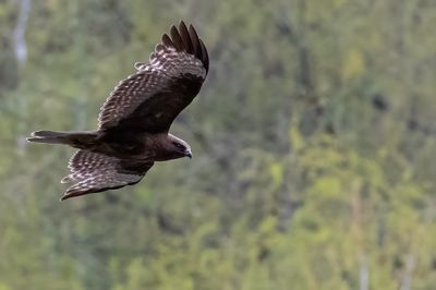 Himalayan Buzzard - Himalayabuizerd - Buse de l'Himalaya