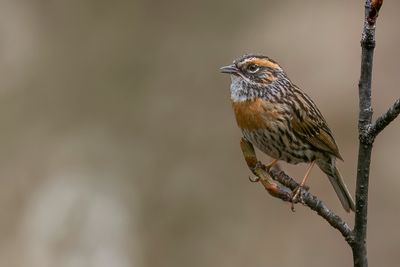 Rufous-breasted Accentor - Gestreepte Heggenmus - Accenteur  poitrine rousse
