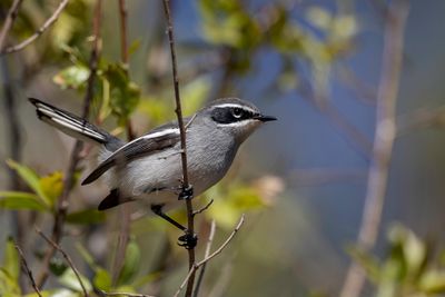 176 Stenostiridae - Fairy Flycatchers