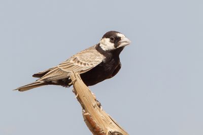 181 Alaudidae - Larks