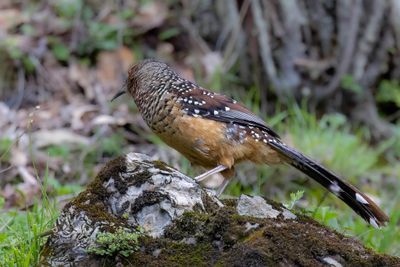 Giant Laughingthrush - Reuzenlijstergaai - Garrulaxe gant