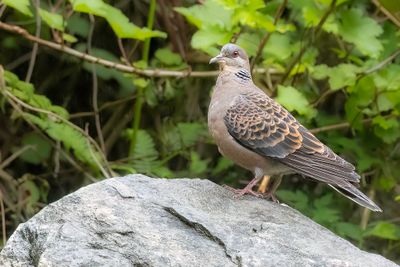 Oriental Turtle Dove - Oosterse Tortel - Tourterelle orientale