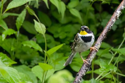 Yellow-throated Bunting - Geelkeelgors - Bruant lgant