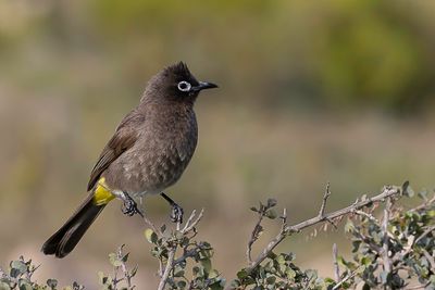 196 Pycnonotidae - Bulbuls