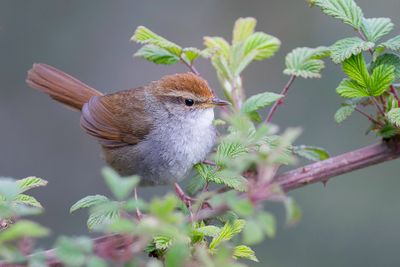 194 Cettiidae - Bush Warblers and Allies