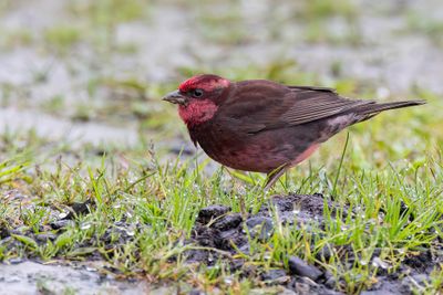 Dark-breasted Rosefinch - Donkere Roodmus - Roselin sombre (m)