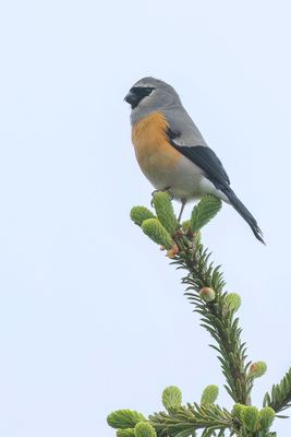 Grey-headed Bullfinch - Grijskopgoudvink - Bouvreuil  tte grise