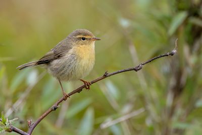 195 Phylloscopidae - Leaf Warblers
