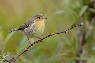 195 Phylloscopidae - Leaf Warblers