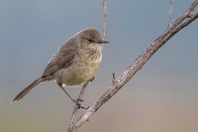 185 Acrocephalidae - Reed Warblers and Allies